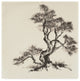 Chris Paschke ''Sumi Tree I'' Canvas Art, 24"x24"