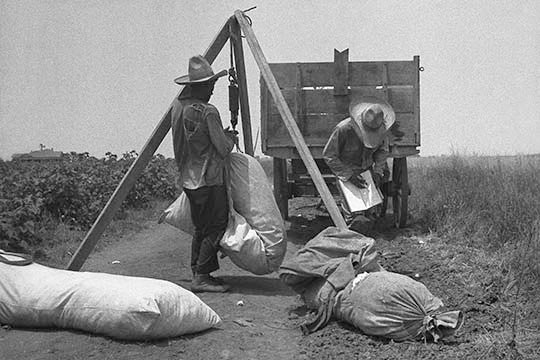Cotton Weighing - Canvas Poster 20" x 30"