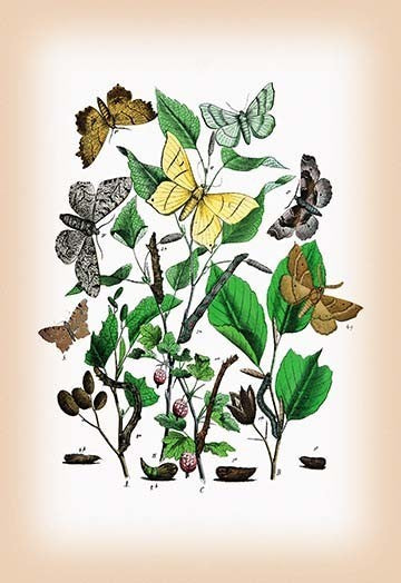 Moths: Metrocampa Margaritaria, Eugonia Autumnaria, Et Al