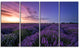Beautiful Lavender Flowers At Sunset, Floral Canvas Art Print, 48"x28", 4 Panels