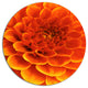 Orange Abstract Flower And Petals, Modern Floral Round Wall Art, 11"