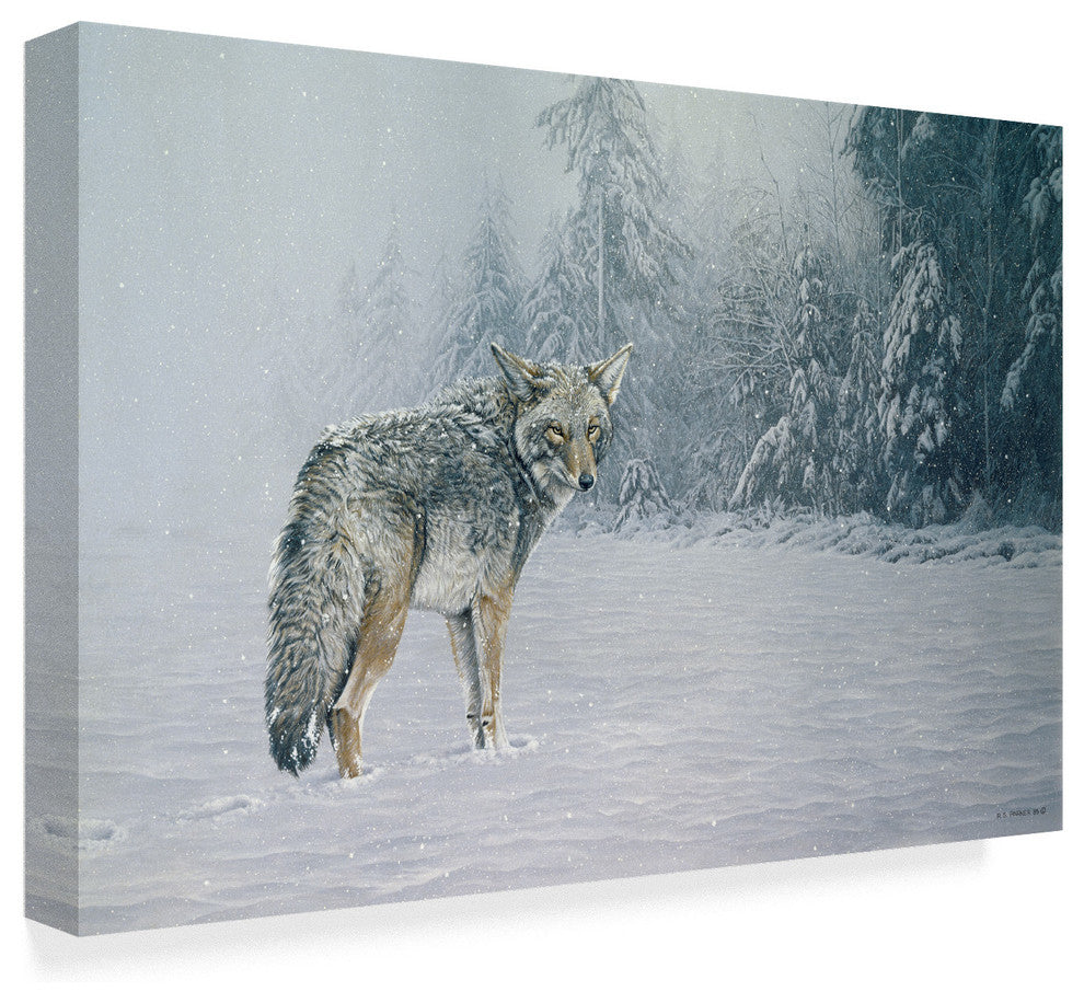 Ron Parker 'Coyote In Snow' Canvas Art, 32"x22"