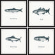 Anchovy and Salmon Quadriptych, 4-Piece Set, 24x24 Panels