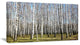 Sunny November Day in Birch Grow, Modern Forest Canvas Art, 32"x16"