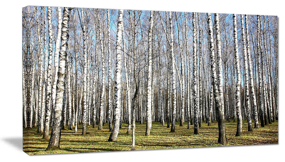 Sunny November Day in Birch Grow, Modern Forest Canvas Art, 32"x16"