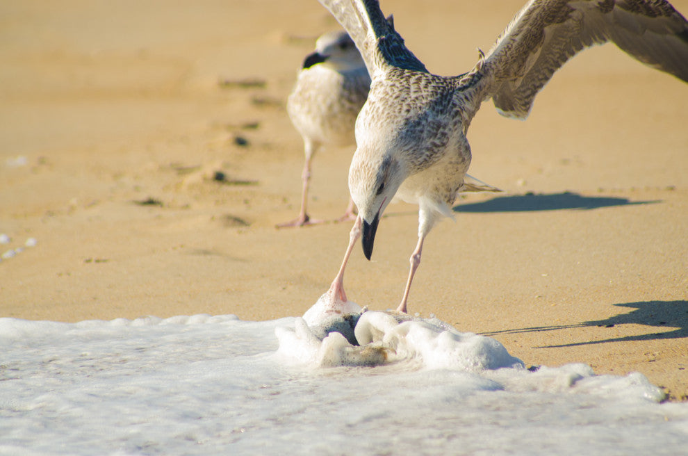 Oh That's Cold (Coastal Birds) Wildlife Photography Unframed Wall Art Print, 12" X 18"