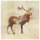 "Elk Study v2" Digital Paper Print by Studio Mousseau, 42"x42"