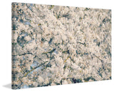 "In Full Bloom" Painting Print on Wrapped Canvas