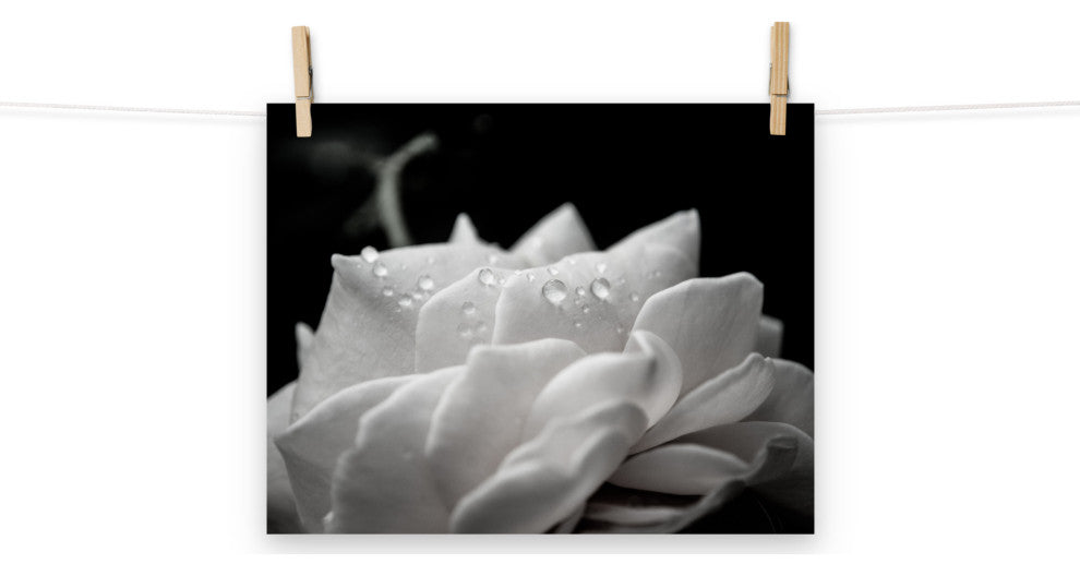 Delicate Rose Black & White Nature Photo Floral Unframed Wall Art Print, 11" X 14"