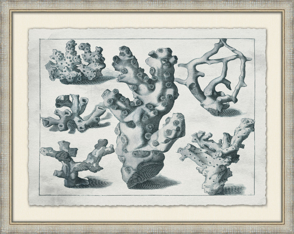 Aquatic Specimines 5, Giclee Reproduction Artwork