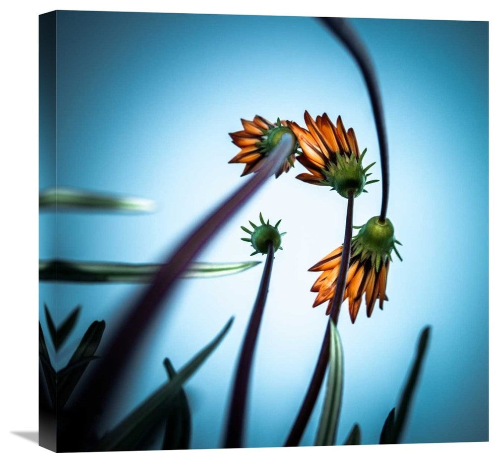 "Flowerlove" Stretched Canvas Giclee by Fgr100, 22"x22"