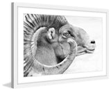 Marmont Hill, "Ram Profile 3" Framed Painting Print, 45x30