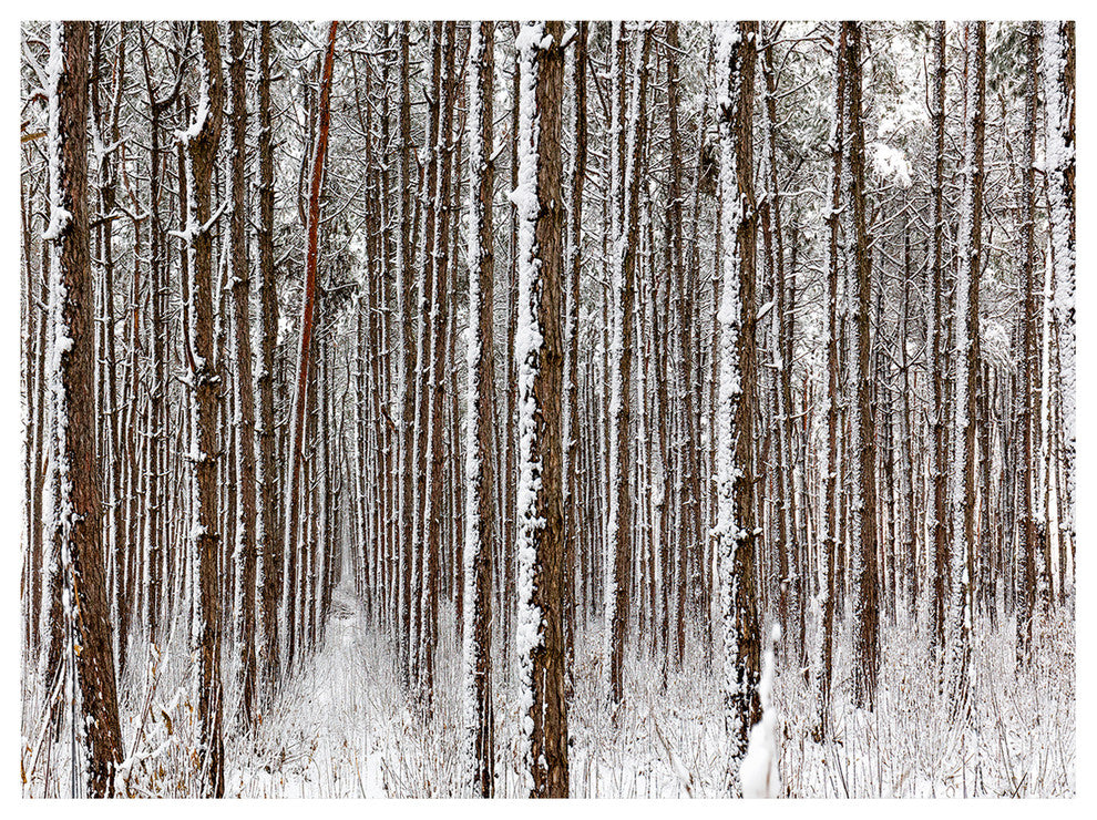 Dense Pine Forest in Winter, Landscape Canvas Art Print, 40"x30"