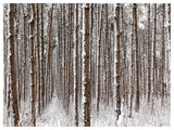 Dense Pine Forest in Winter, Landscape Canvas Art Print, 40"x30"