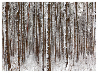 Dense Pine Forest in Winter, Landscape Canvas Art Print, 40"x30"