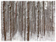 Dense Pine Forest in Winter, Landscape Canvas Art Print, 40"x30"