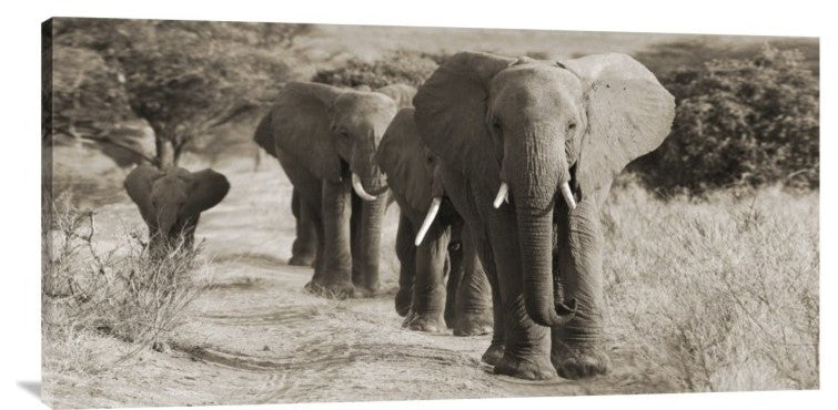 "Herd of African Elephants, Kenya" Stretched Canvas Giclee by Anonymous, 36x18"