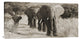 "Herd of African Elephants, Kenya" Stretched Canvas Giclee by Anonymous, 36x18"
