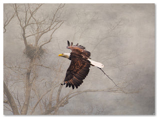 Jai Johnson 'Starting Over Bald Eagle' Canvas Art, 47 x 35