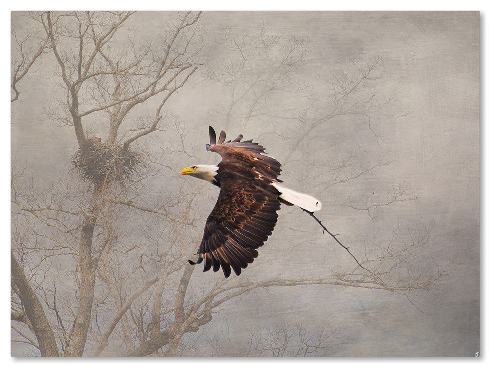 Jai Johnson 'Starting Over Bald Eagle' Canvas Art, 47 x 35