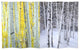 6' Tall Double Sided Birch Trees Room Divider