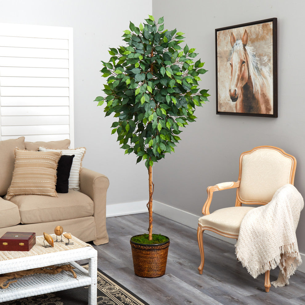 6.5' Ficus Artificial tree, Wicker Planter