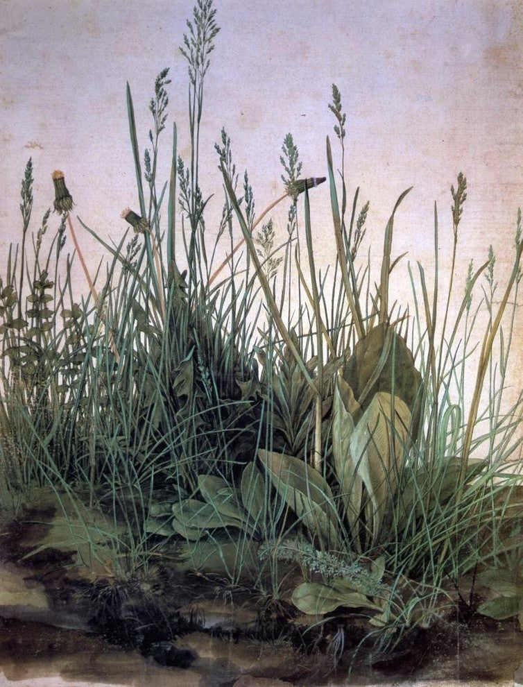 Albrecht Durer Large Turf Premium Canvas Print
