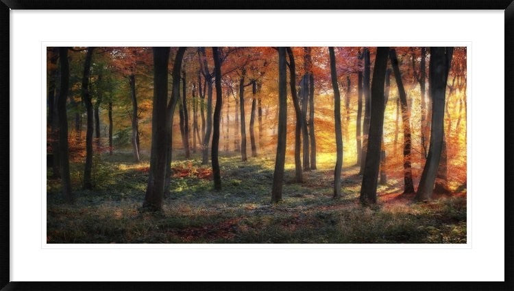 "Autumn Woodland Sunrise" Framed Digital Print by Photokes, 44x24"