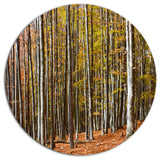 Bright Day In Thick Forest, Modern Forest Round Metal Wall Art, 36"