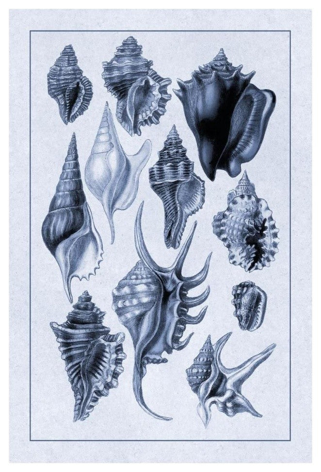 "Shells: Trachelipoda #5 (Blue)" Digital Paper Print by G.B. Sowerby, 22"x32"