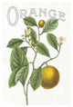 "Classic Citrus VI v2" Digital Paper Print by Sue Schlabach, 26"x38"