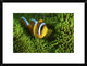"Yellow Clownfish On Green Anemon" Framed Print by Barathieu Gabriel, 26"x20"