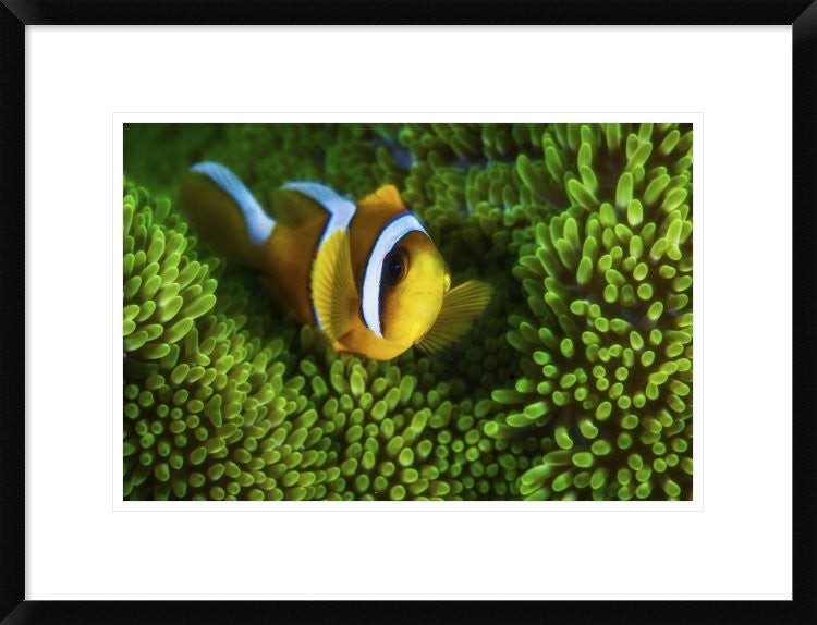 "Yellow Clownfish On Green Anemon" Framed Print by Barathieu Gabriel, 26"x20"