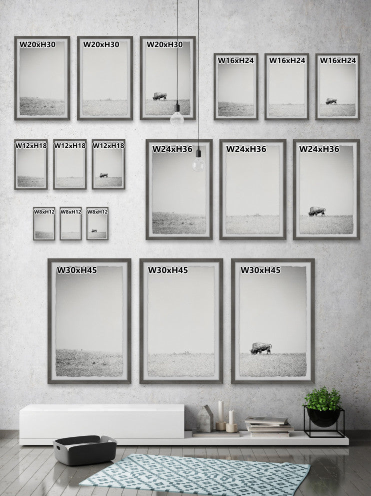 A Lone Bison Triptych, Set of 3, 20x30 Panels