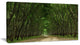 "Pathway in Thick Green Forest" Landscape Canvas Photo Print, 40"x20"