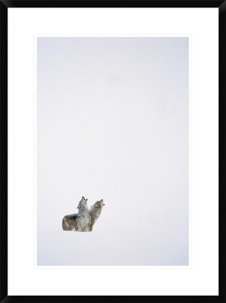 "Timber Wolf pair howling in snow, North America"  by Tim Fitzharris, 24x32"