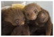"Hoffmann's 2-toed Sloth babies, Aviarios Sloth Sanctuary" Paper Art, 20"x14"