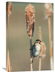 "Marsh Wren Singing While Perching On A Common Cattail, North America" Artwork