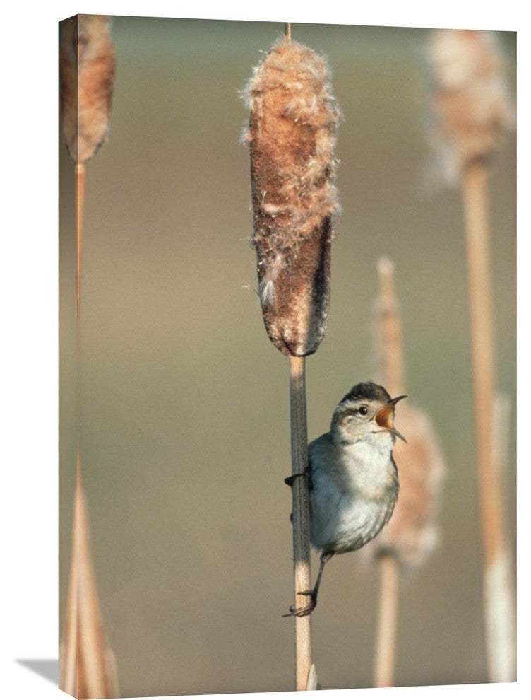 "Marsh Wren Singing While Perching On A Common Cattail, North America" Artwork