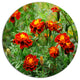 Blooming Red Marigold Flowers, Floral Disc Metal Artwork, 23"