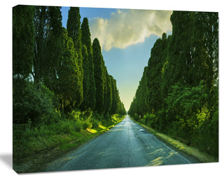 Straight Cypress Trees Boulevard, Modern Landscape Canvas Art, 60"x28"