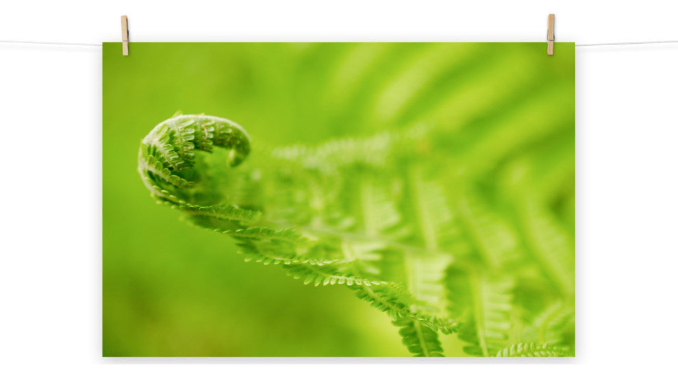 Fern Curl Nature Photography, Botanical Unframed Wall Art Print, 12" X 16"