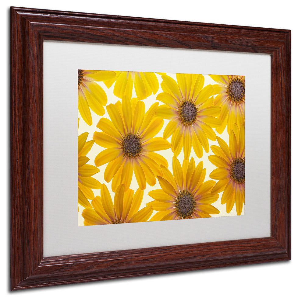 Cora Niele 'Yellow Cape Daisies' Matted Framed Art