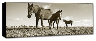 'Kentucky Horses' Canvas Art by Preston