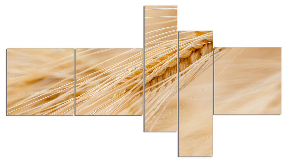 Cereal Plants Barley, Floral Canvas Art Print, 60"x32", 5 panels
