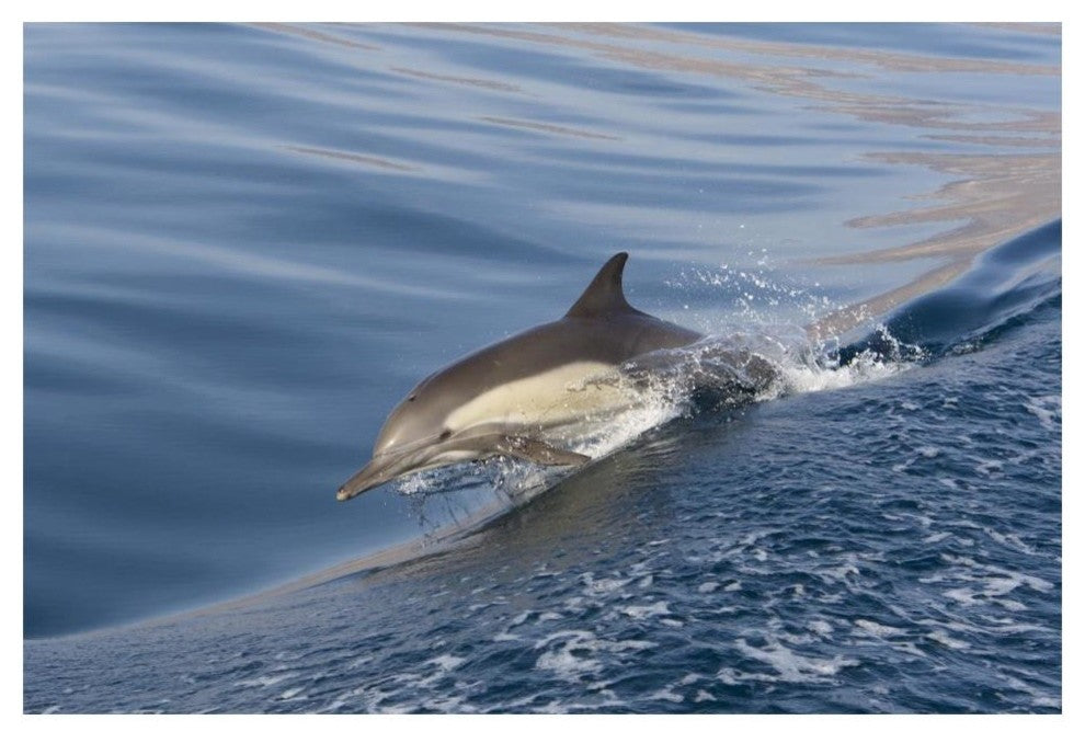 "Long-beaked Common Dolphin porpoising, Baja California" Paper Art, 20"x14"