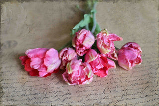 "Tulip Still Life" Print on Canvas by Sylvia Cook