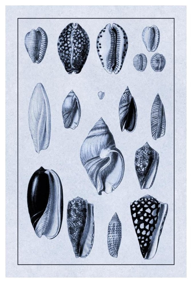 "Shells: Convoltae and Orthocerata (Blue)" Paper Print by G.B. Sowerby, 34"x50"