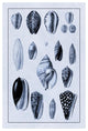 "Shells: Convoltae and Orthocerata (Blue)" Paper Print by G.B. Sowerby, 34"x50"
