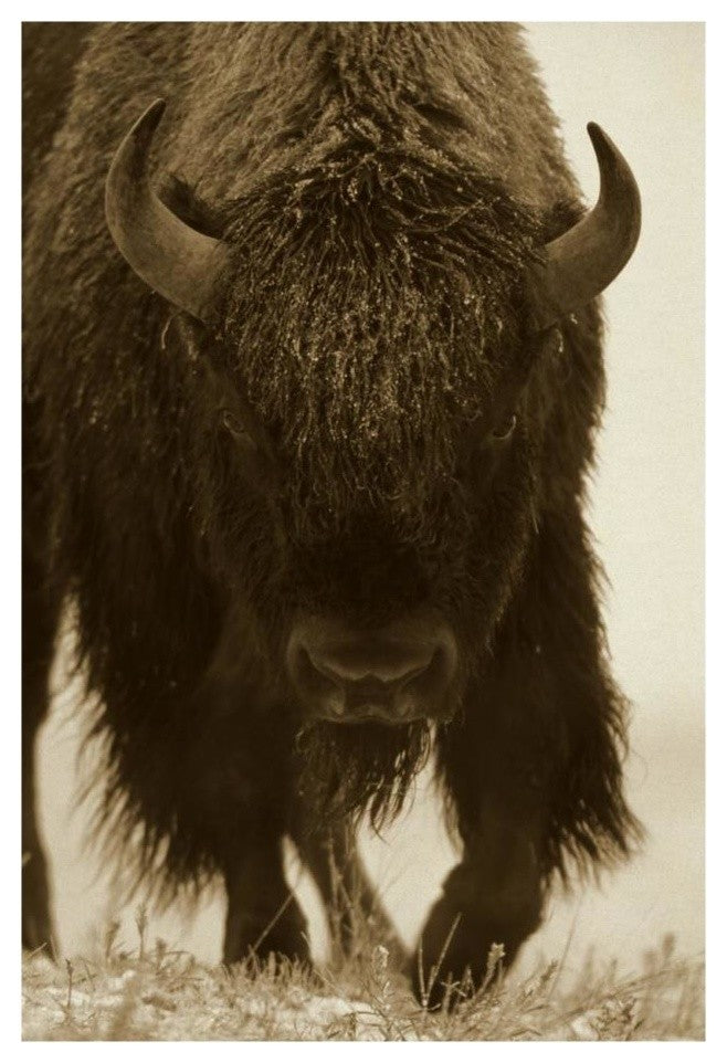 "American Bison portrait in snow, North America" Paper Art, 18"x26"